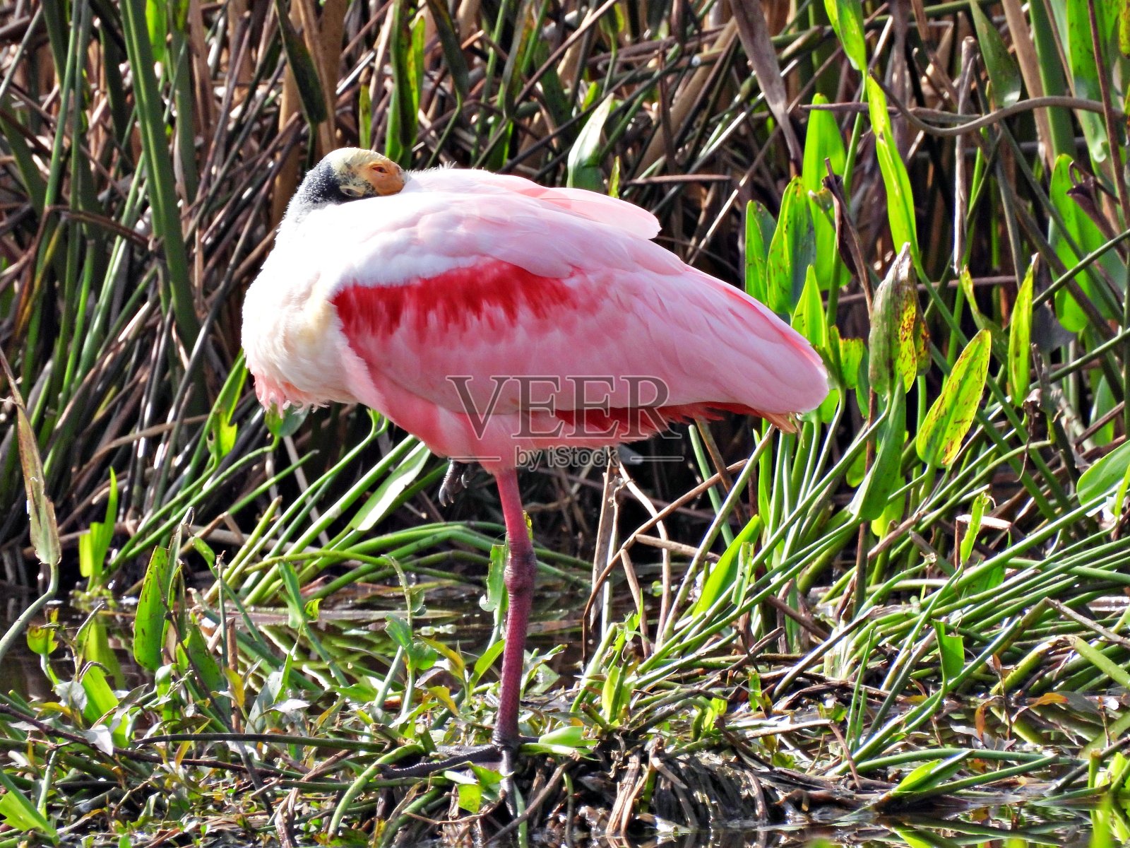 玫瑰琵鹭(Platalea ajaja)单脚站立，依偎在后面的羽毛里照片摄影图片