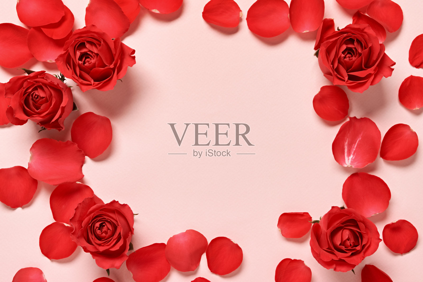 美丽的花架红色玫瑰花蕾和花瓣在粉红色的背景照片摄影图片