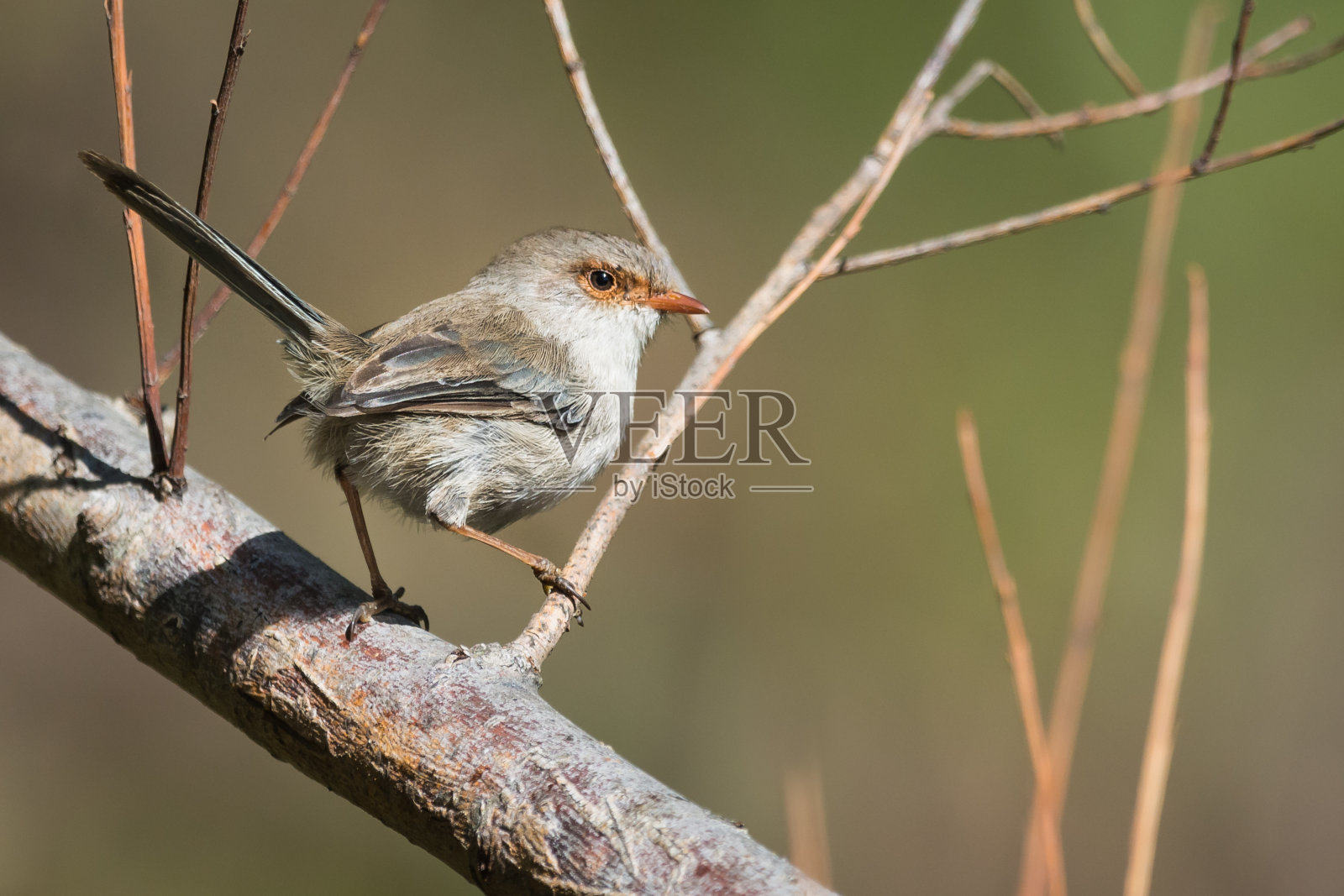 雷恩栖息照片摄影图片