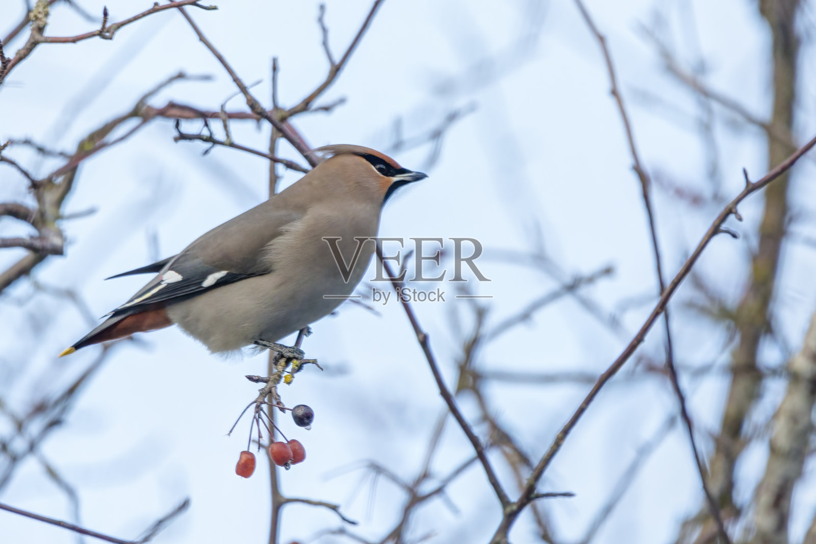 波希米亚蜡翅鸟栖息在树枝上照片摄影图片
