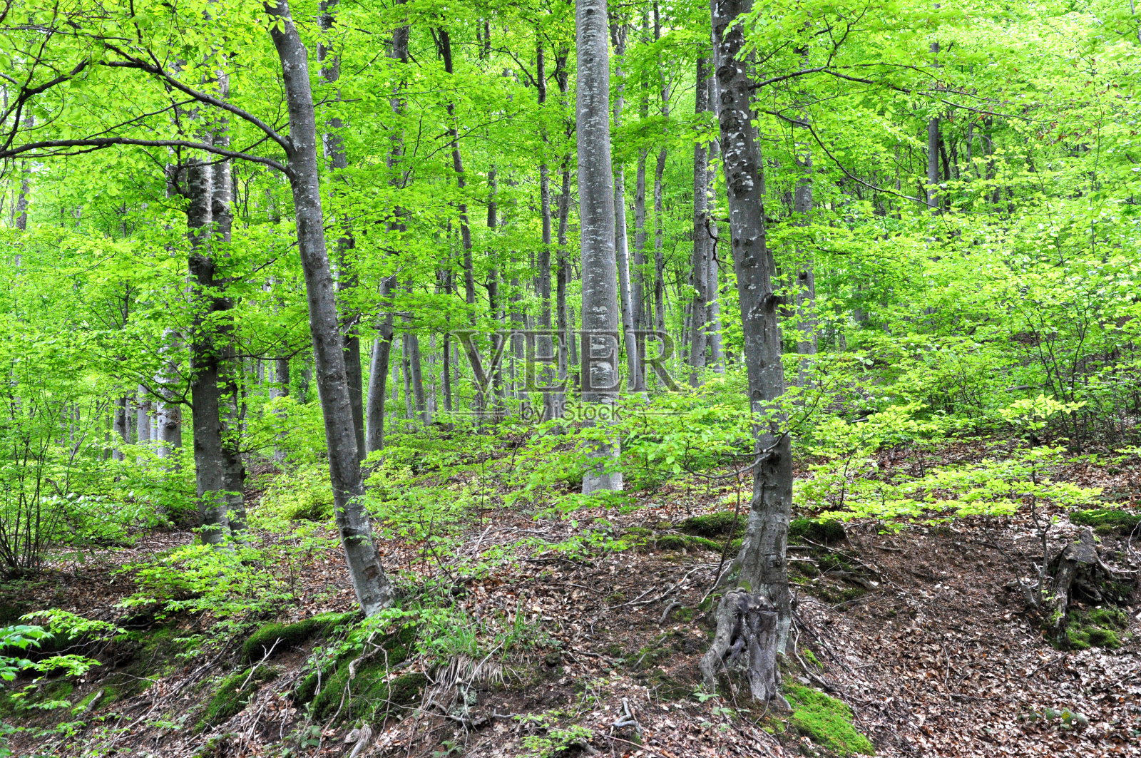 一个通风的森林照片摄影图片