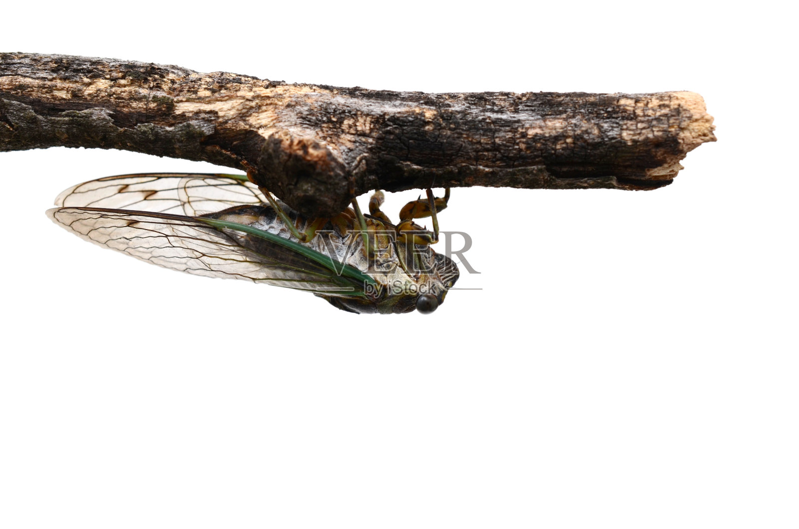 蝉虫在树枝上照片摄影图片