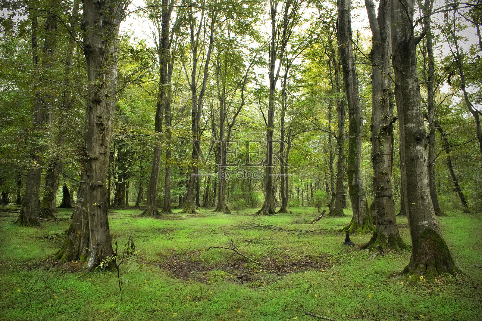 森林里有高大的绿树，森林背景照片摄影图片