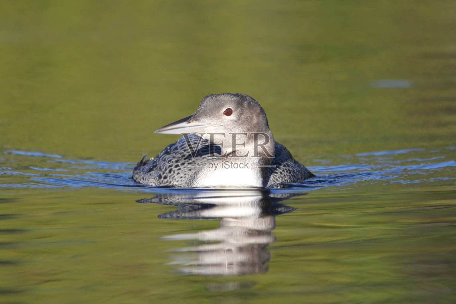 普通潜鸟照片摄影图片