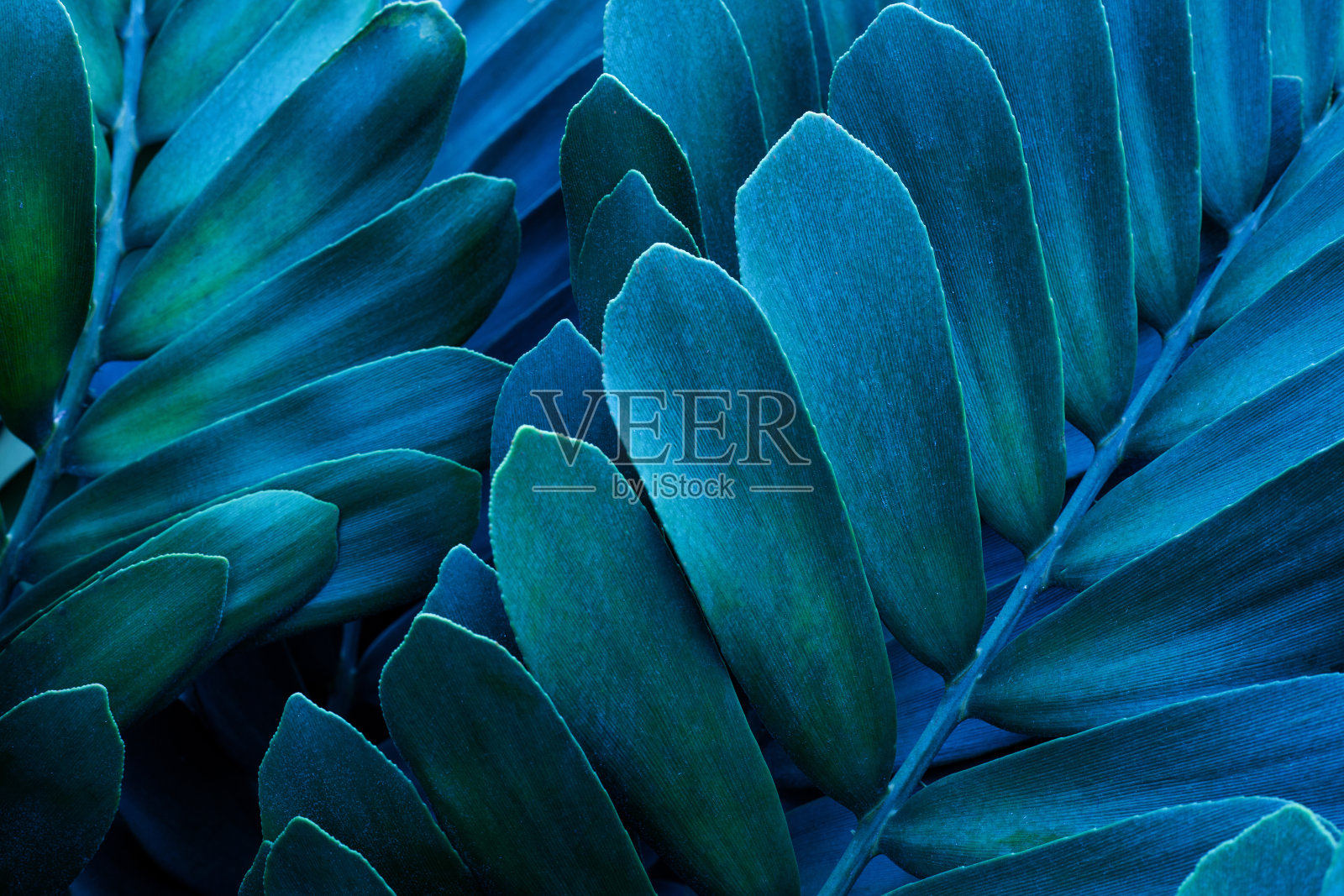 热带树叶背景的特写自然视图照片摄影图片