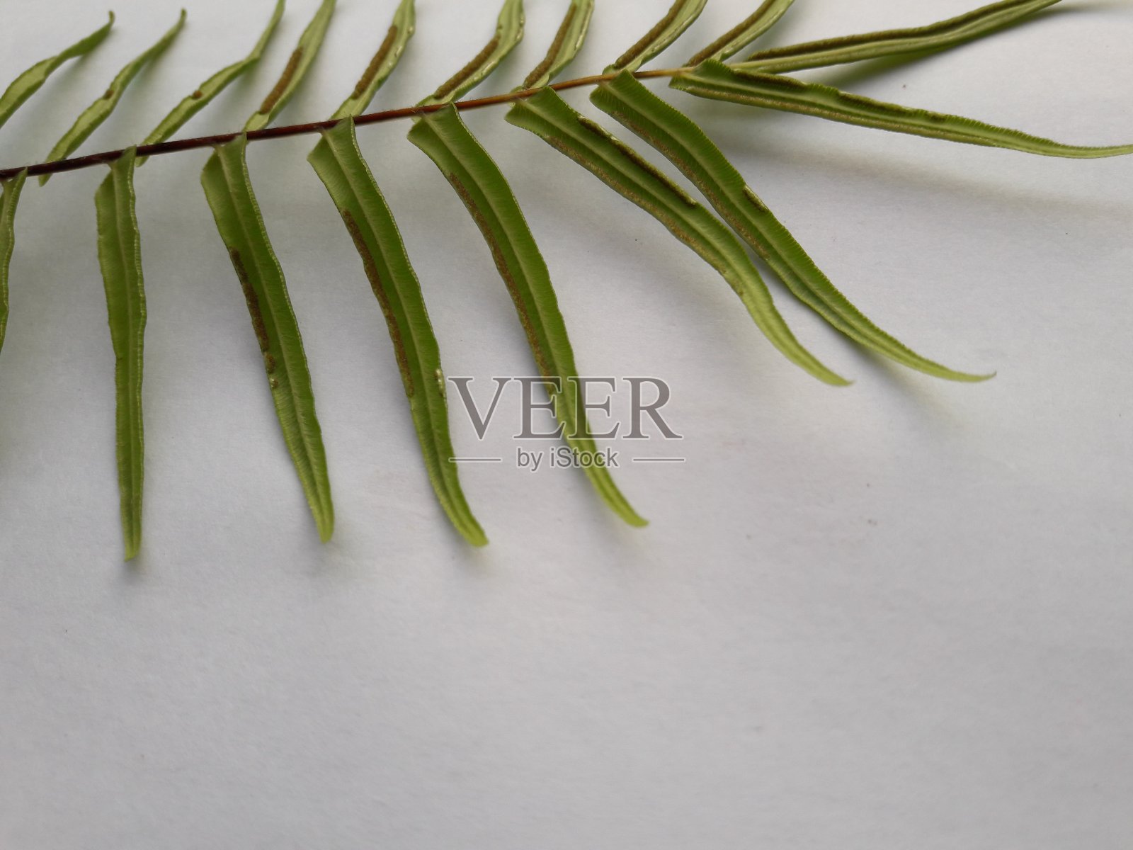 蕨类的学名是蕨类植物。植物界照片摄影图片