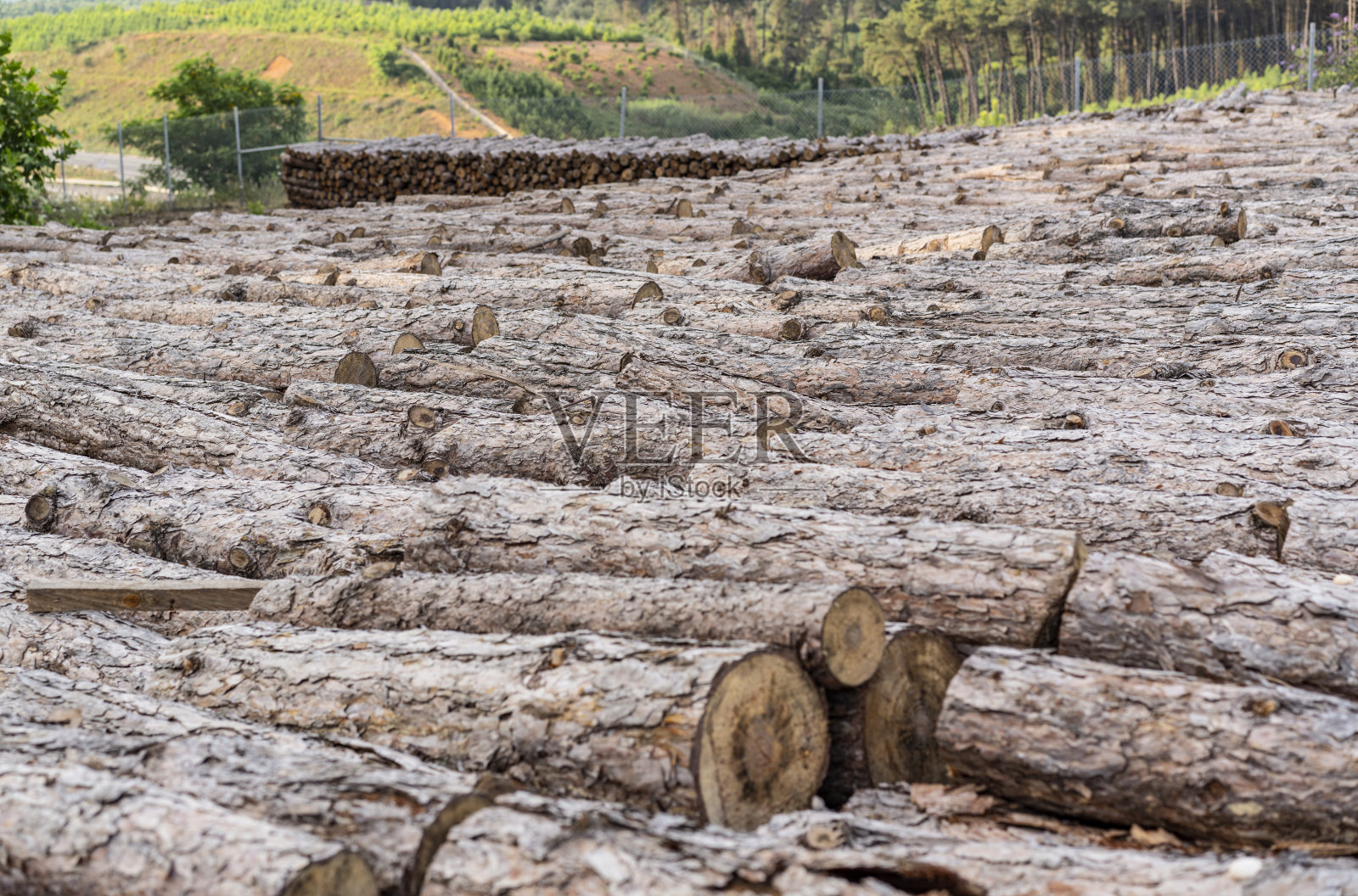 森林砍伐。林中人工林清理后的原木。来自采伐地点的原始木材。照片摄影图片