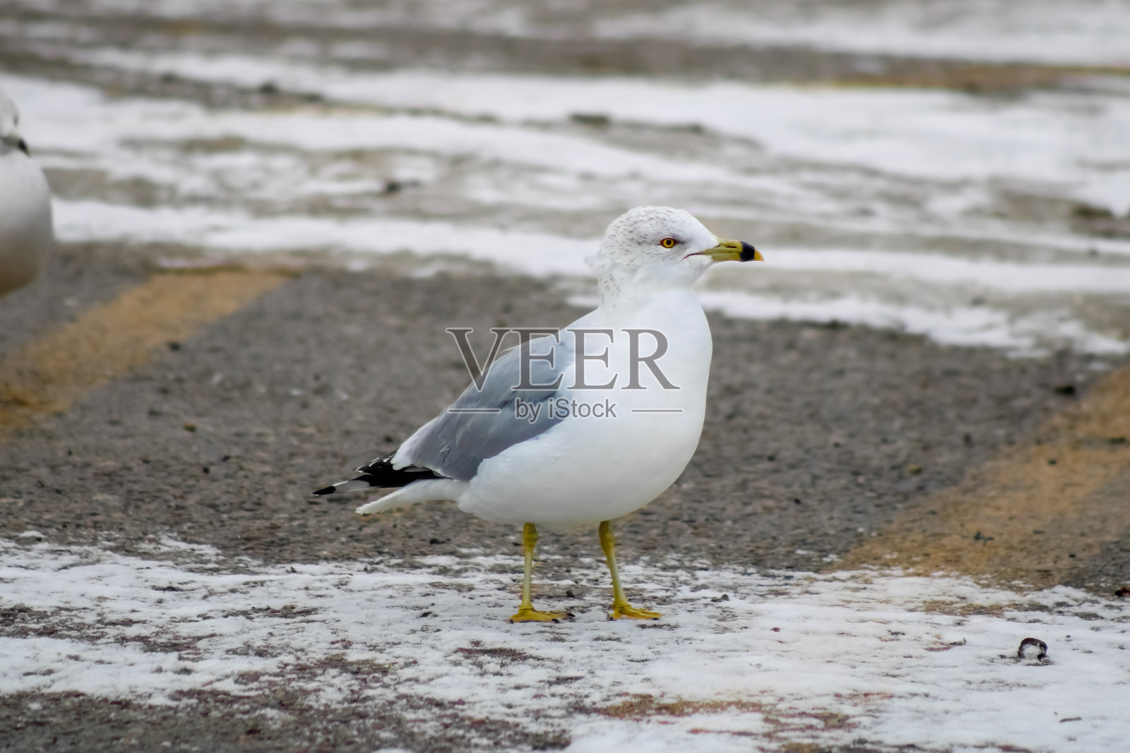 加拿大安大略省斯卡伯勒悬崖公园的海鸥照片摄影图片