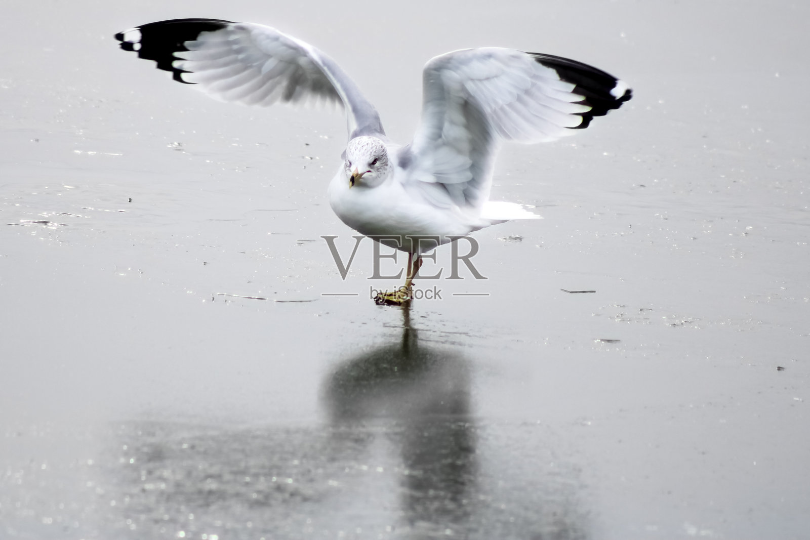 加拿大安大略省斯卡伯勒悬崖公园的海鸥照片摄影图片