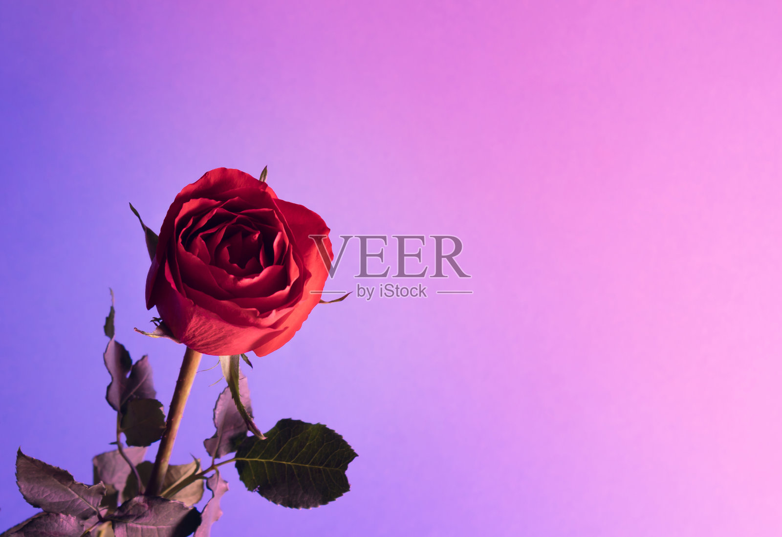 极小的创造性荧光色布局，由红玫瑰。充满活力的大胆梯度全息色彩。霓虹灯的背景。抽象艺术的概念。照片摄影图片