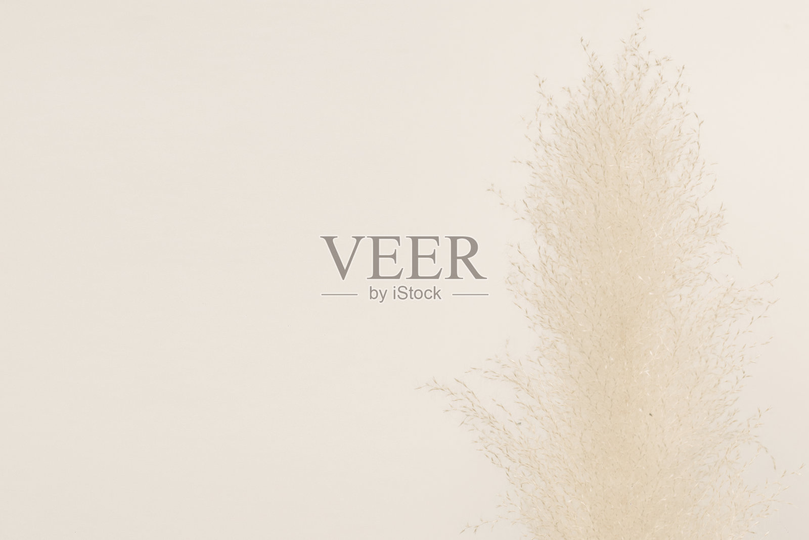 在米色背景上干燥的潘帕斯草照片摄影图片