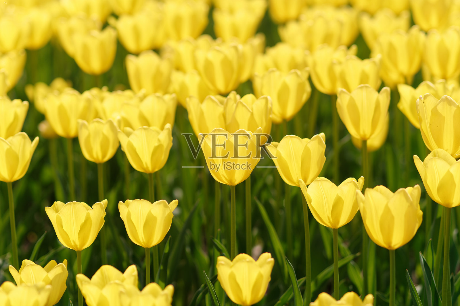 一组色彩斑斓的郁金香花，在冬天或春天的郁金香田，用于明信片的美丽装饰和农业概念设计。照片摄影图片