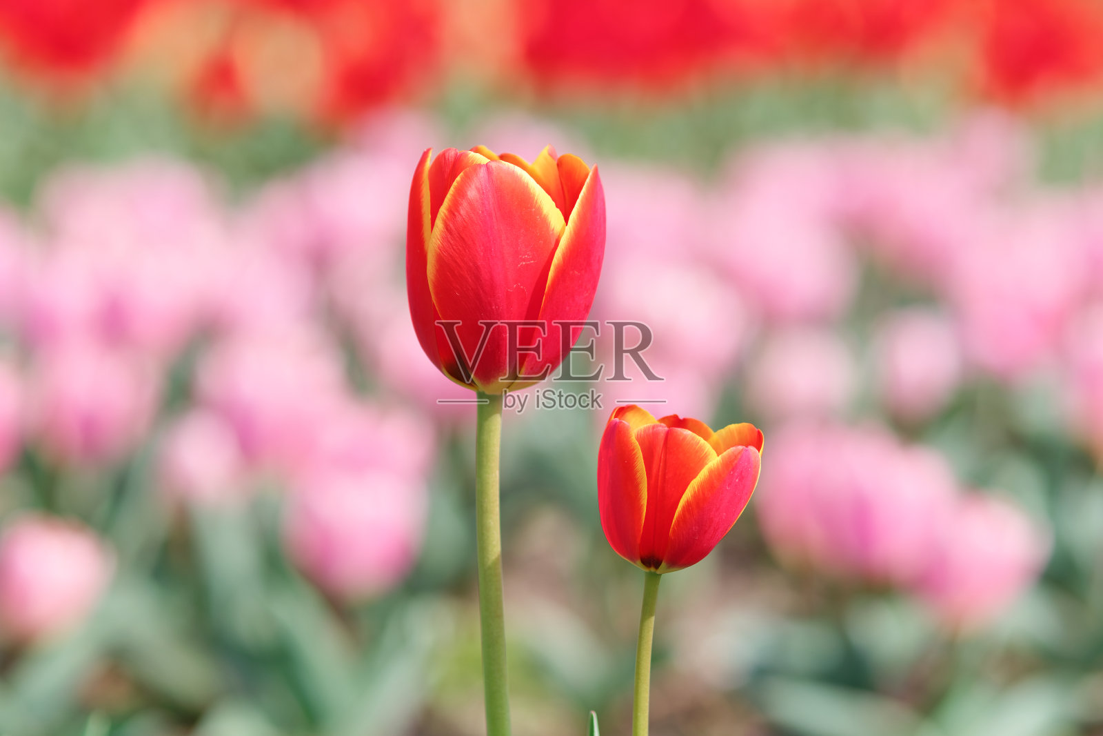 一组色彩斑斓的郁金香花，在冬天或春天的郁金香田，用于明信片的美丽装饰和农业概念设计。照片摄影图片