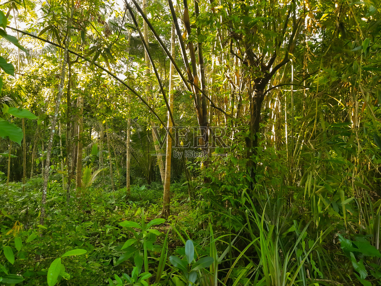 印度尼西亚森林和竹子在光明的早晨照片摄影图片