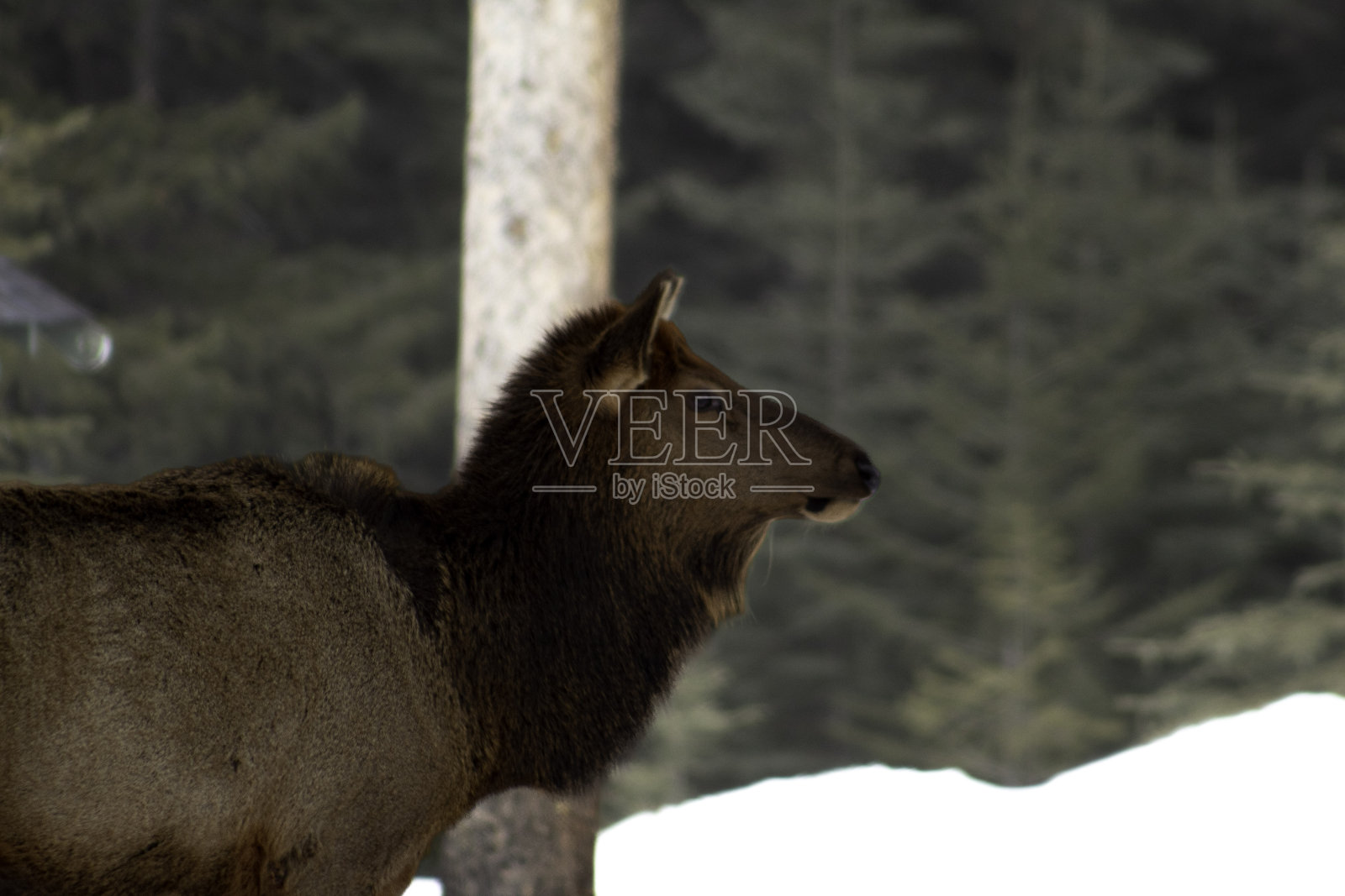 贾斯珀国家公园的麋鹿照片摄影图片