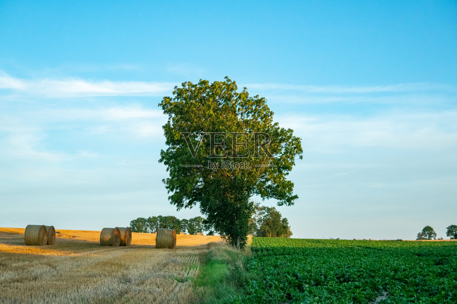 田野里的一棵树。小时,金色的夕阳。照片摄影图片