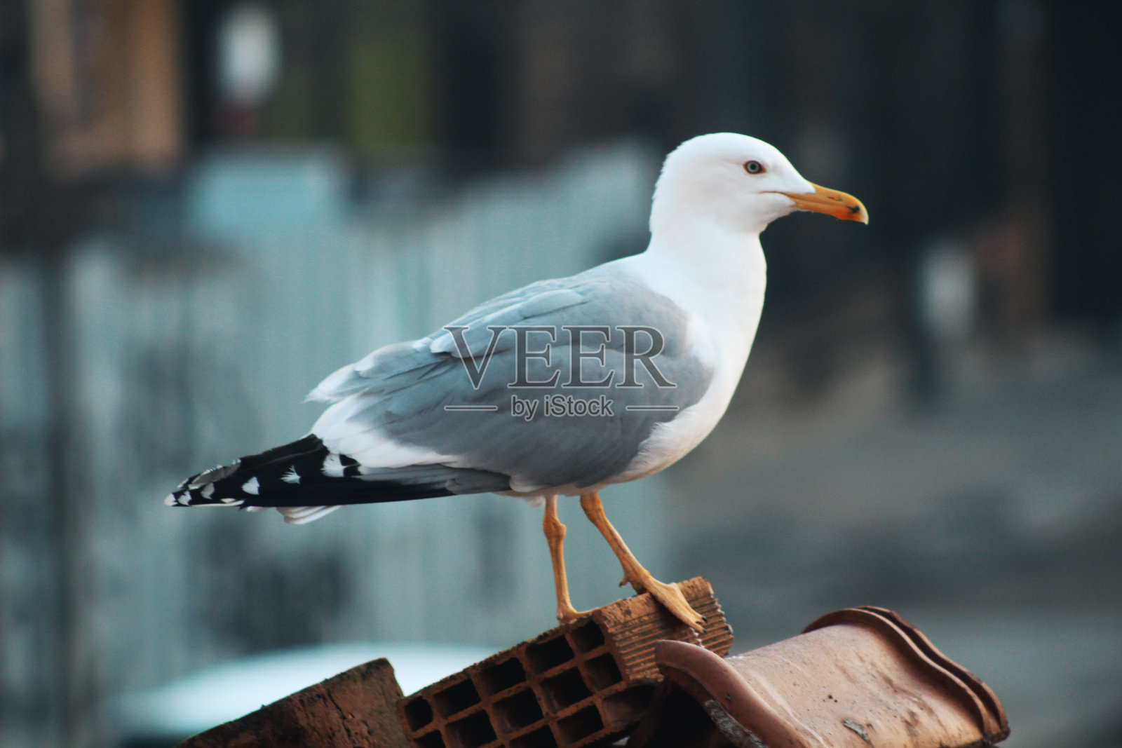 屋顶上的海鸥照片摄影图片