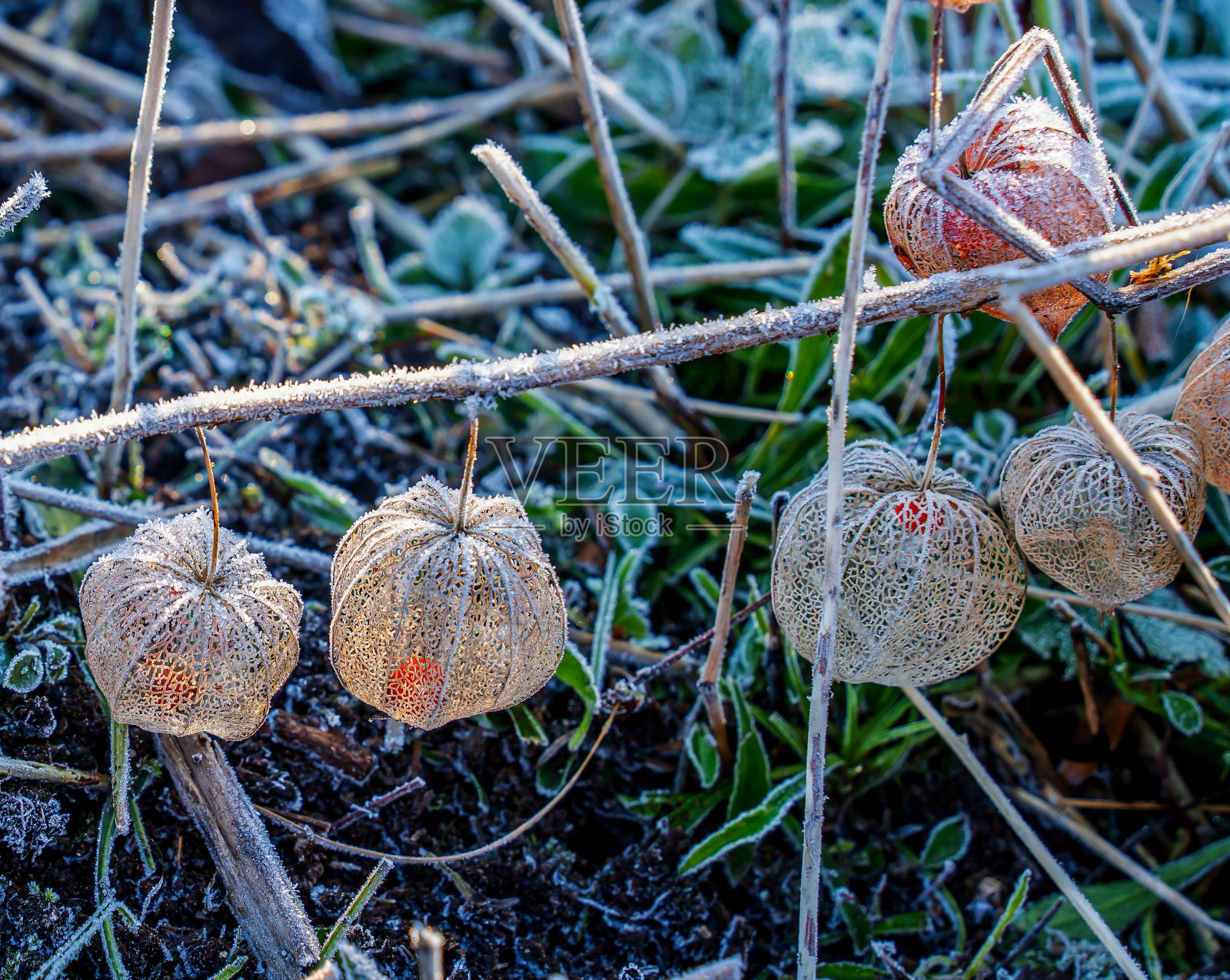 近距离观赏花园中边缘的角醋栗(酸浆)照片摄影图片