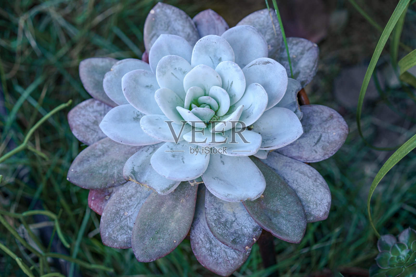 多肉植物：蓝粉色拟石莲花照片摄影图片