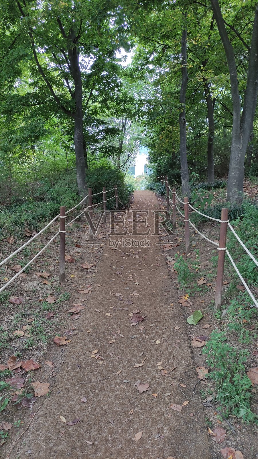 森林里的小路。照片摄影图片