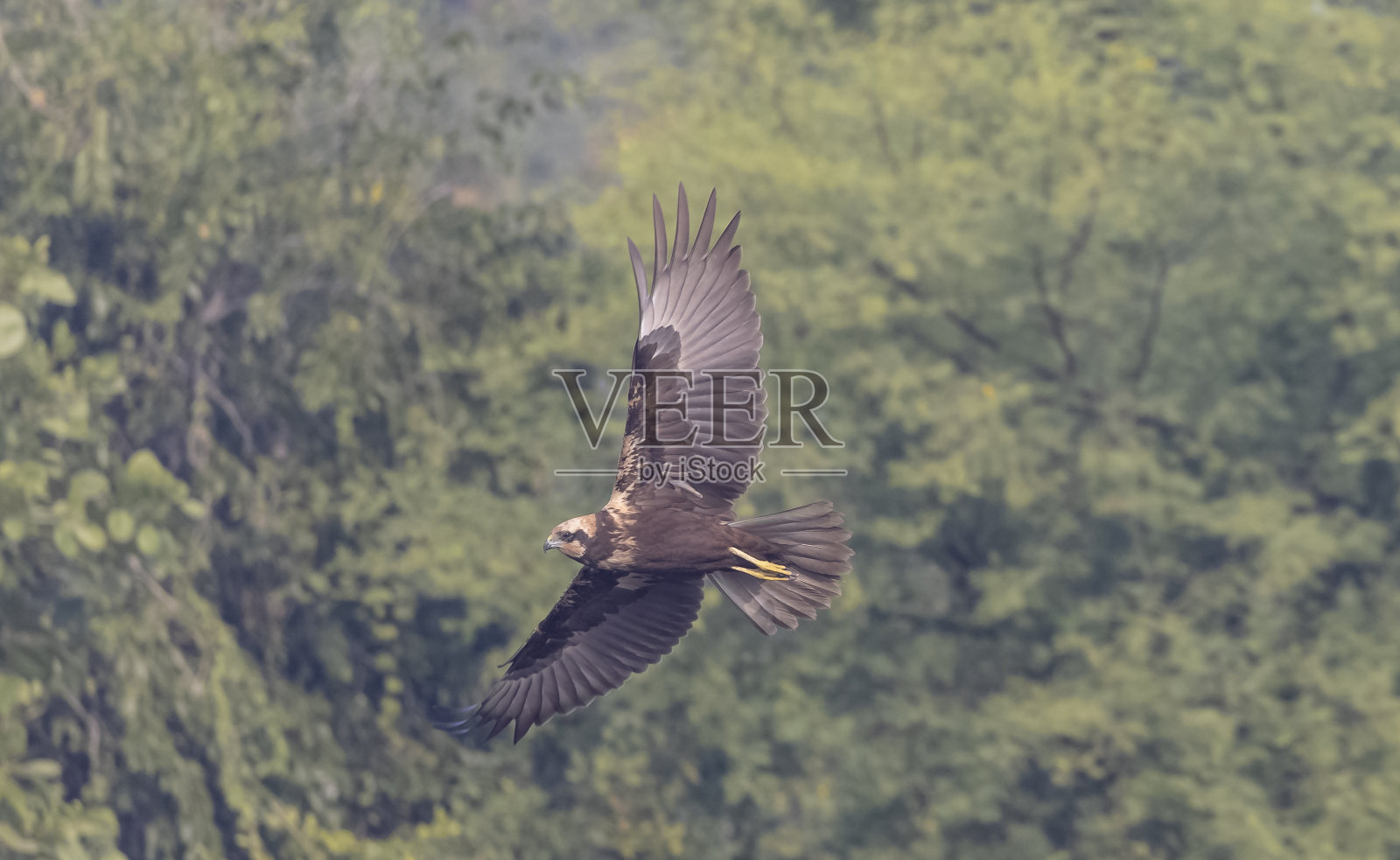 马什鹞鸟照片摄影图片