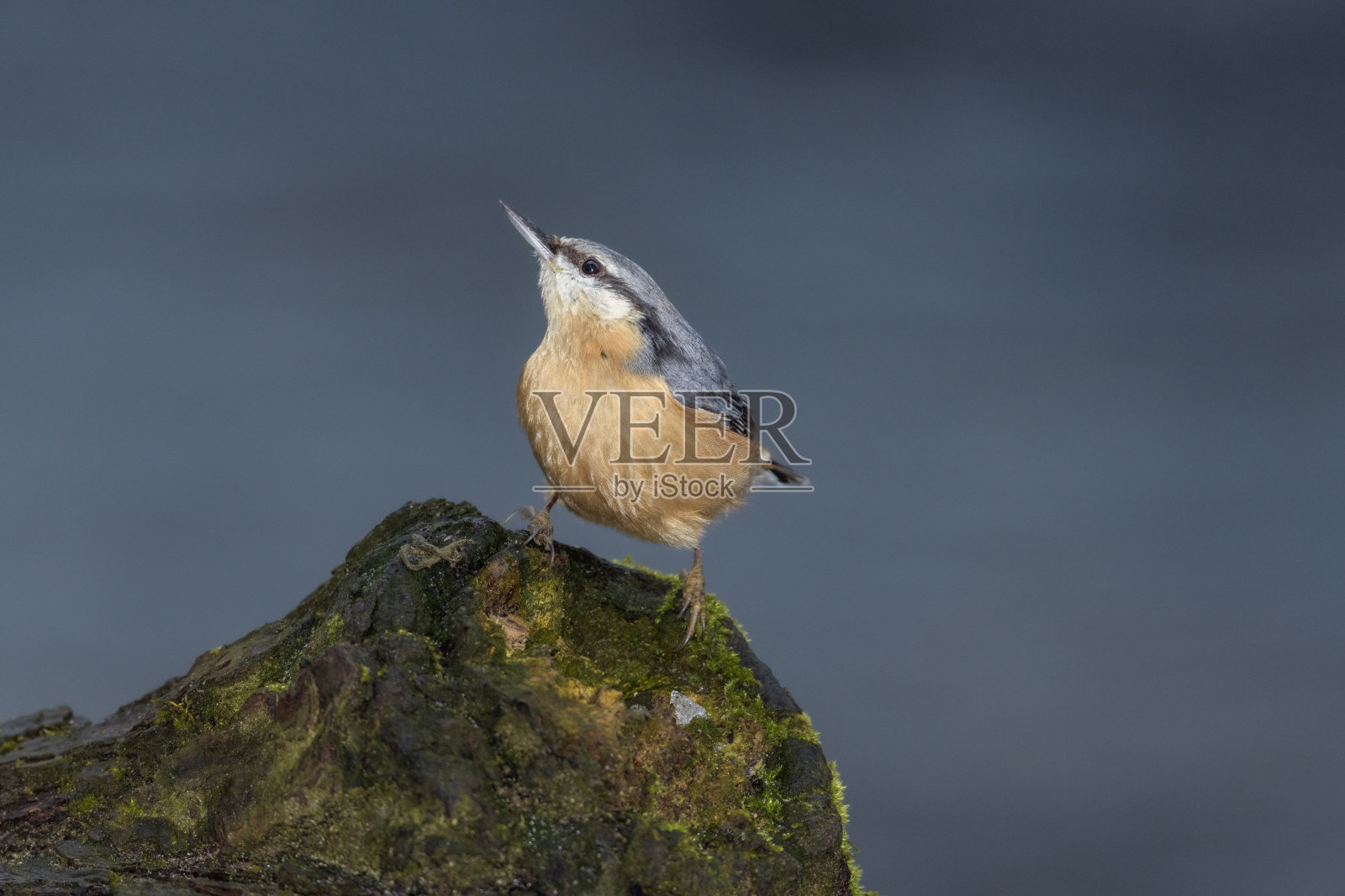 欧亚五子鸟，木五子鸟或五子鸟-在其自然栖息地的欧洲照片摄影图片