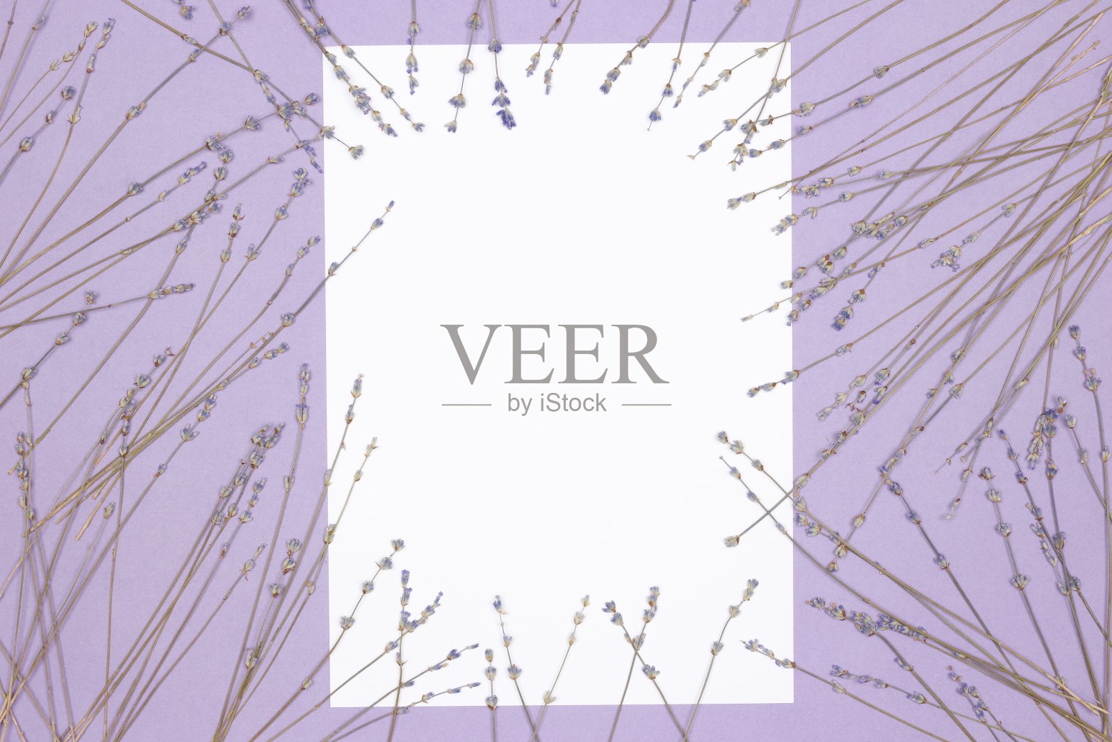 熏衣草干花框架与白纸卡平铺。抽象花卉模型背景照片摄影图片