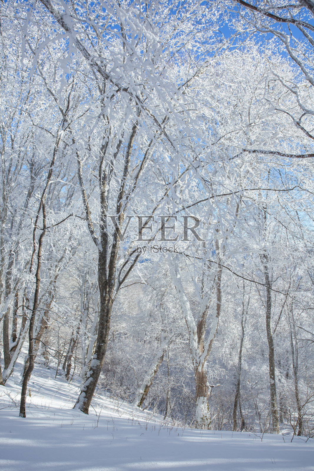 树木被雪覆盖在萨巴杜里森林，冬季景观照片摄影图片