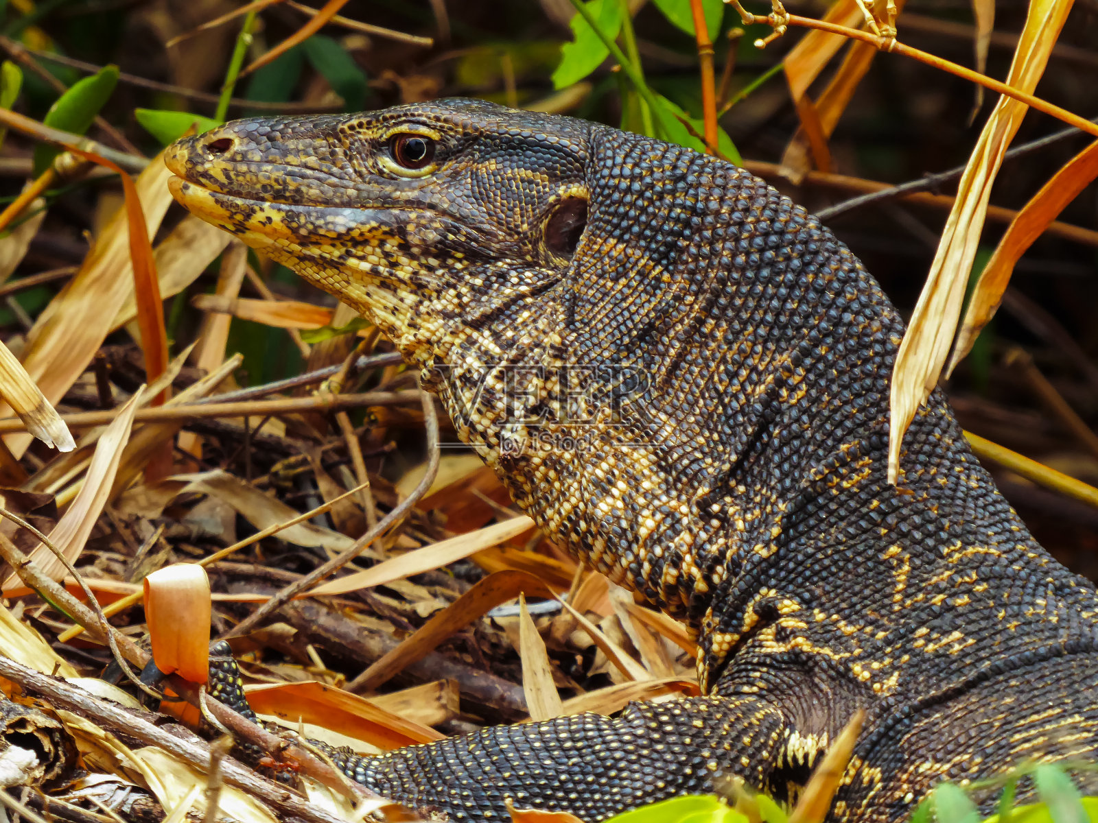 大蜥蜴varanus特写侧视图照片摄影图片