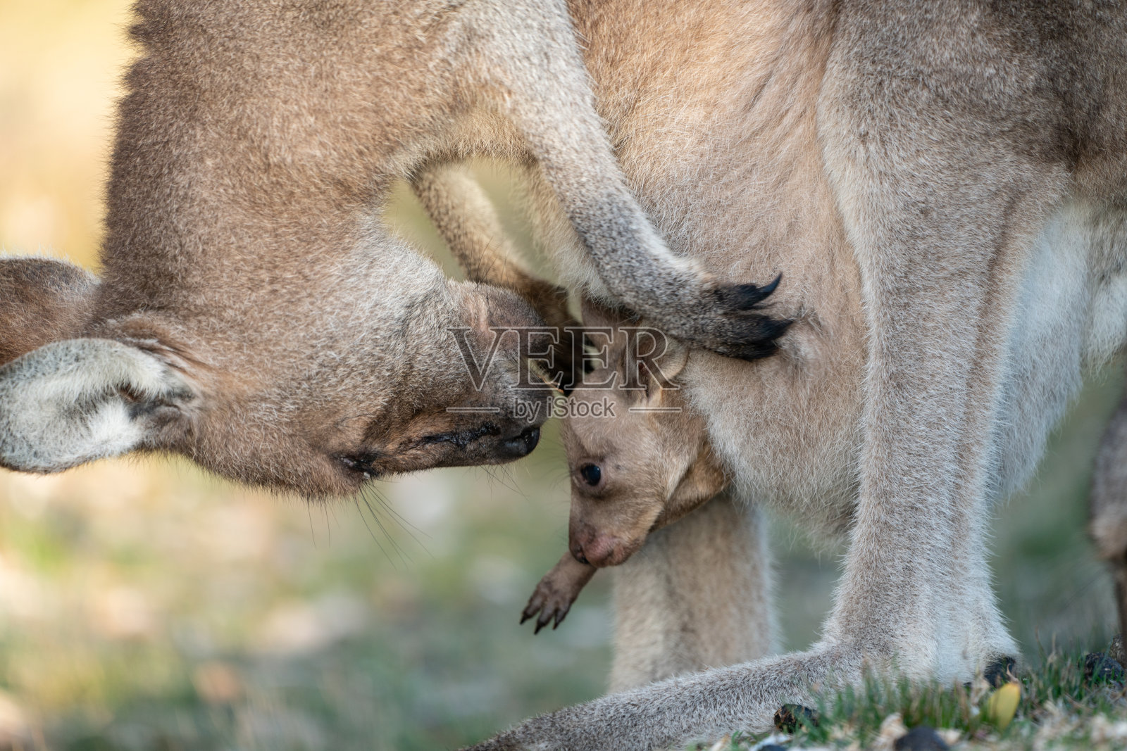 袋鼠和小袋鼠照片摄影图片