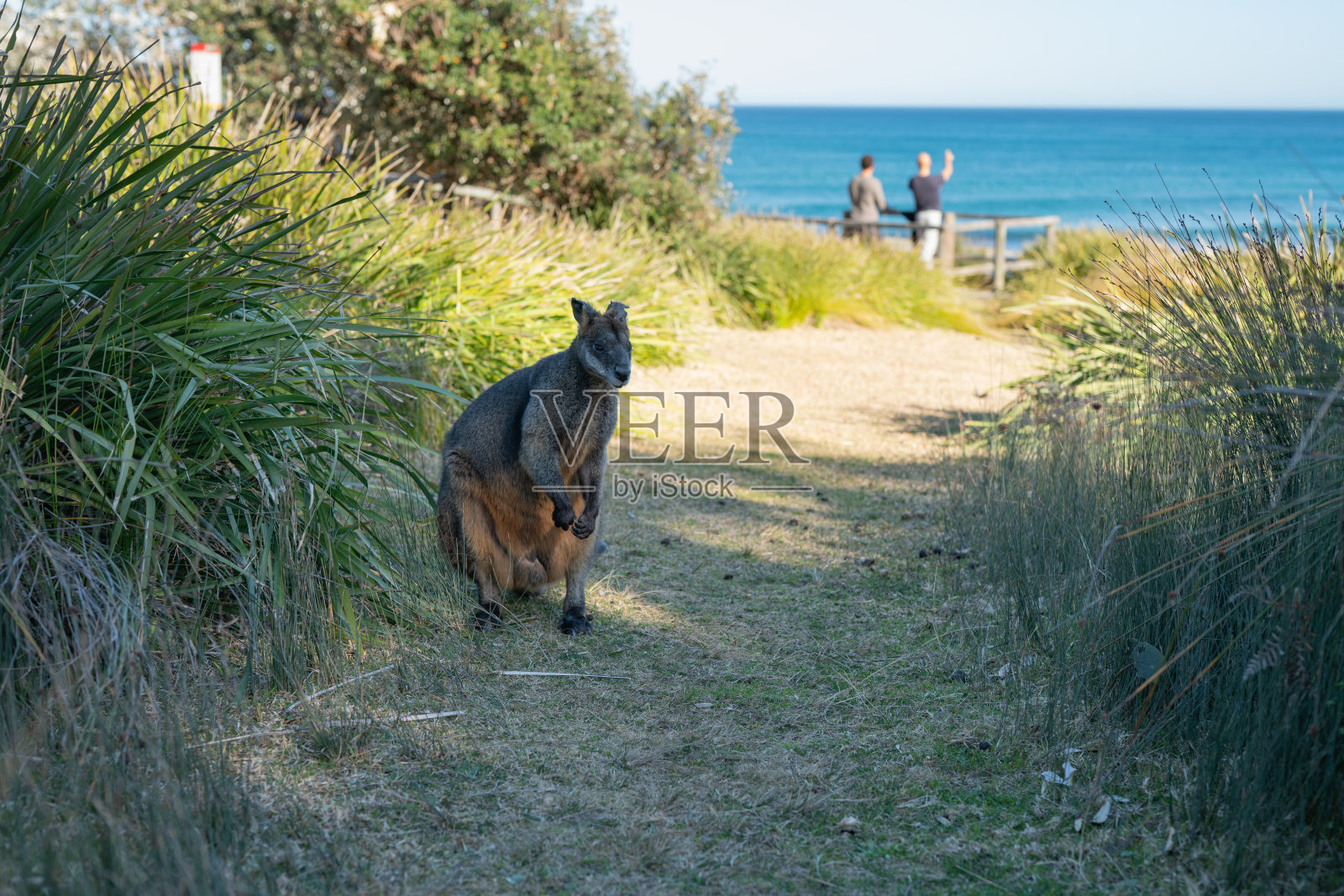 国家公园里的袋鼠照片摄影图片