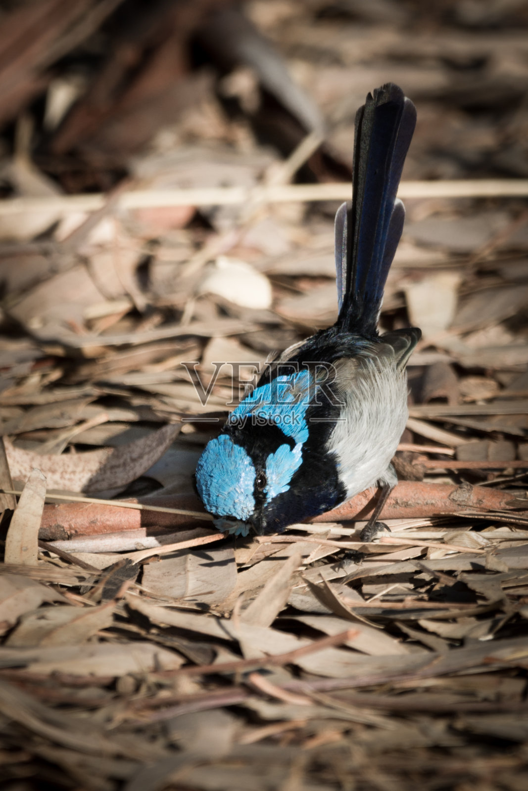 极好的仙女雷恩照片摄影图片