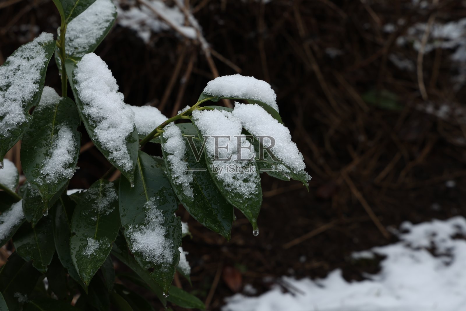 覆盖着白雪的灌木的绿叶照片摄影图片