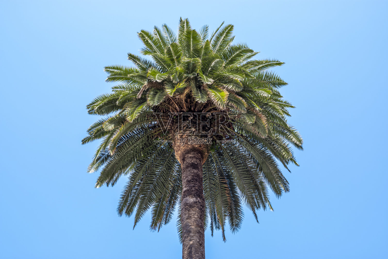 从下面看到的棕榈树的树冠，与干净的蓝天相映衬。照片摄影图片