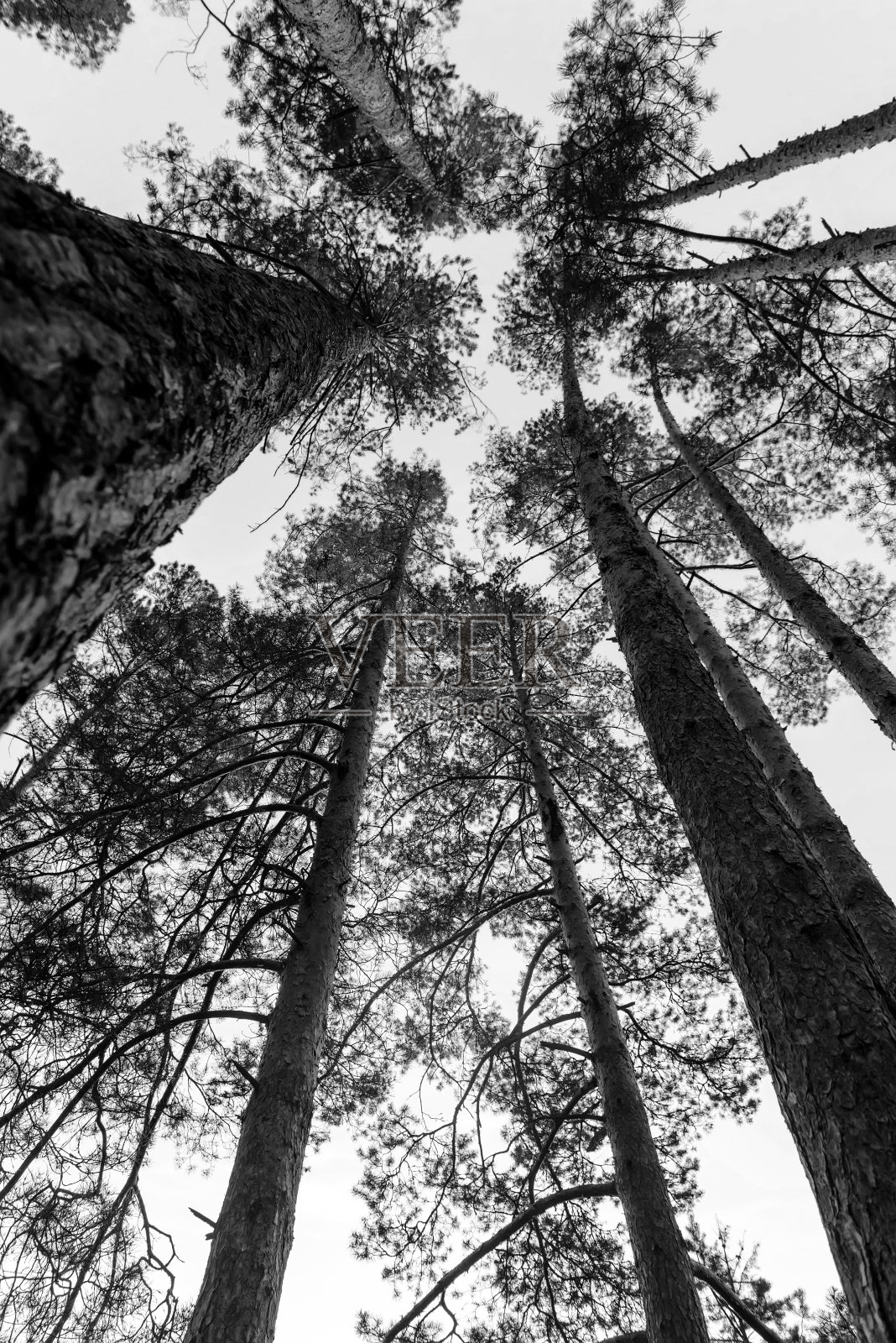 有树干的几种松树的绿色克朗照片摄影图片