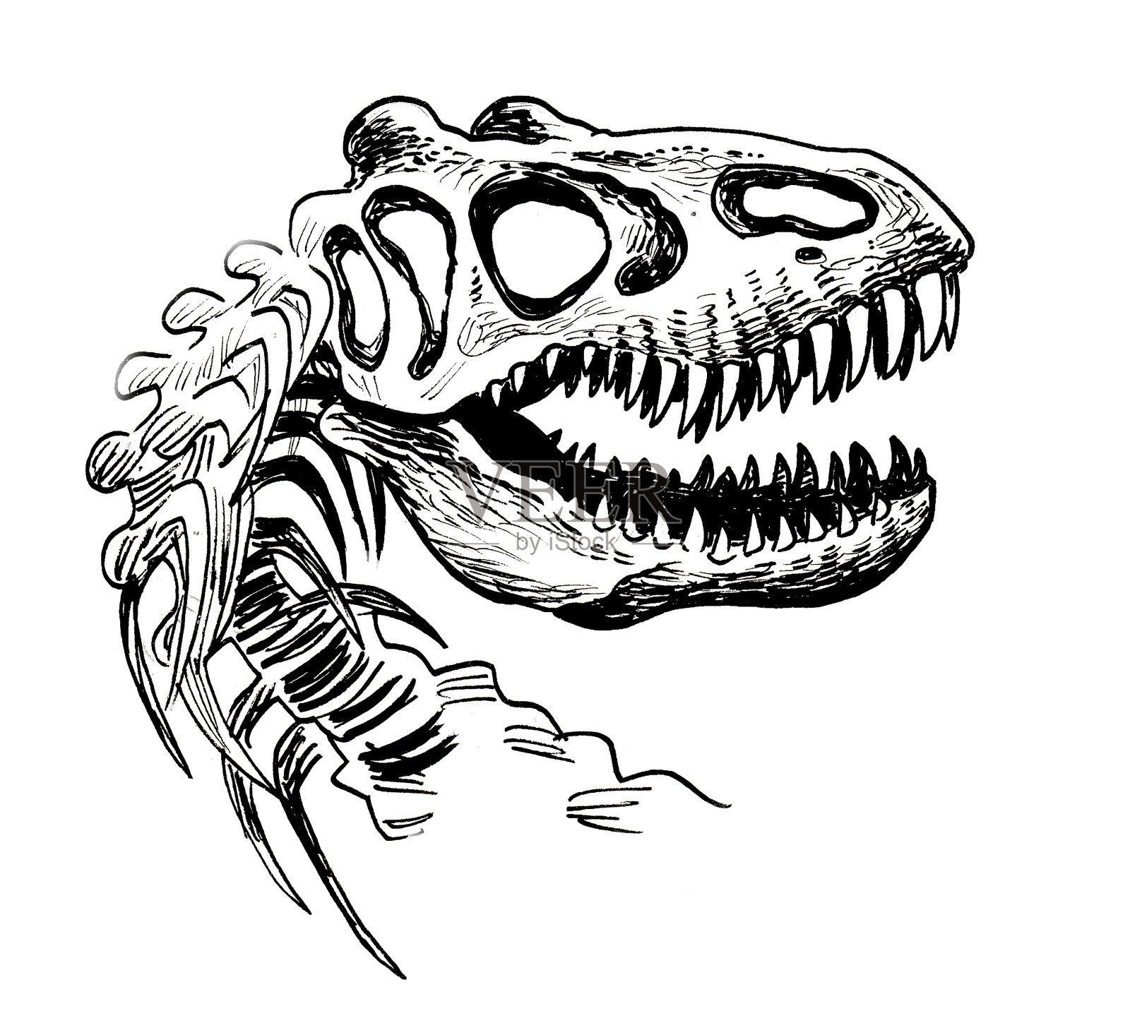 霸王龙头骨插画图片素材