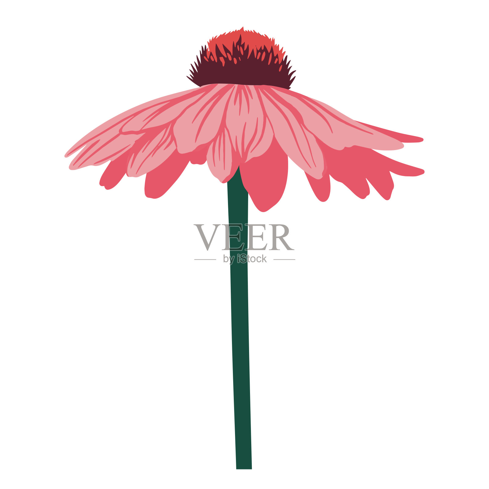 紫锥菊的花插画图片素材