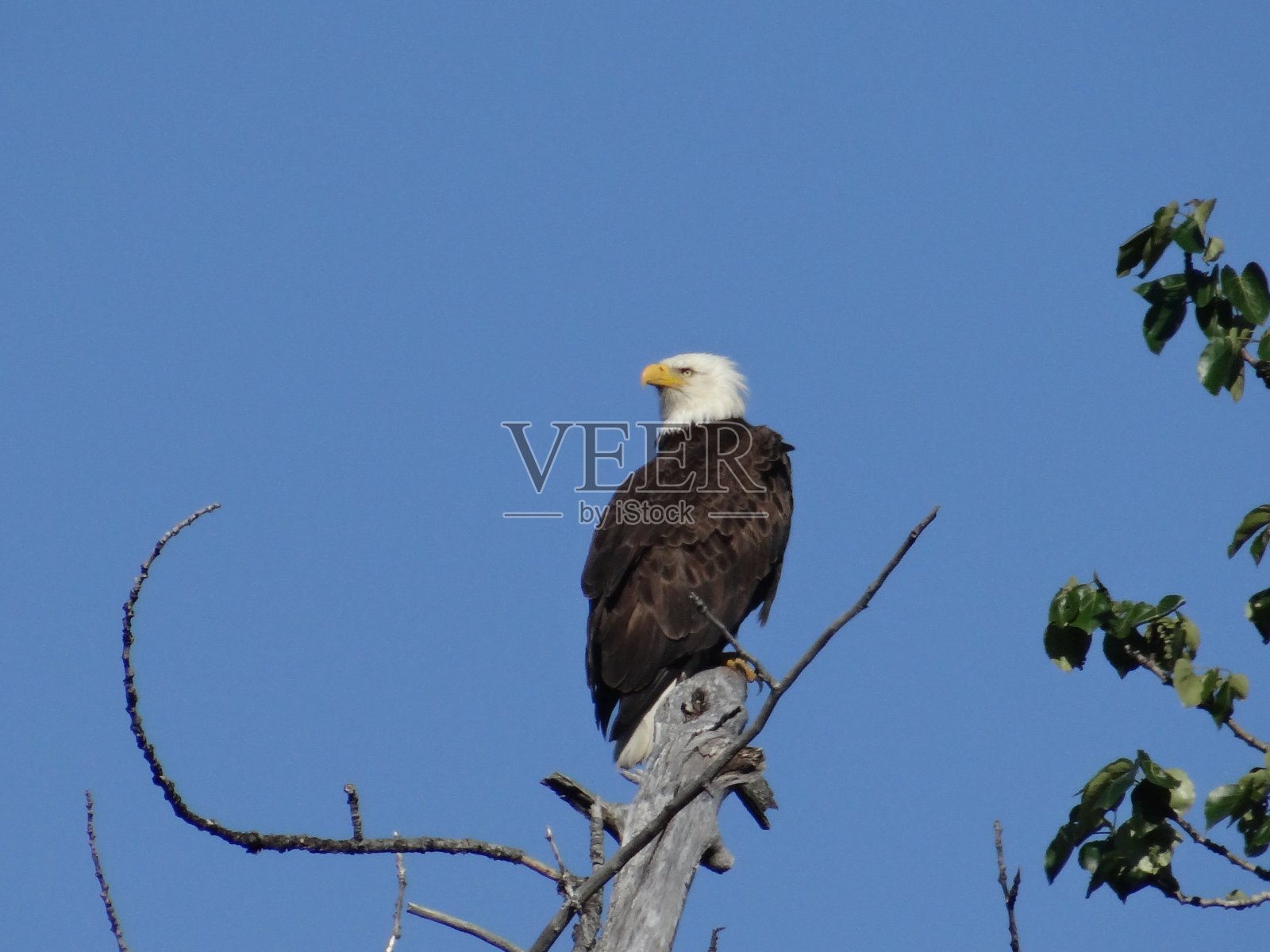 白头海雕照片摄影图片