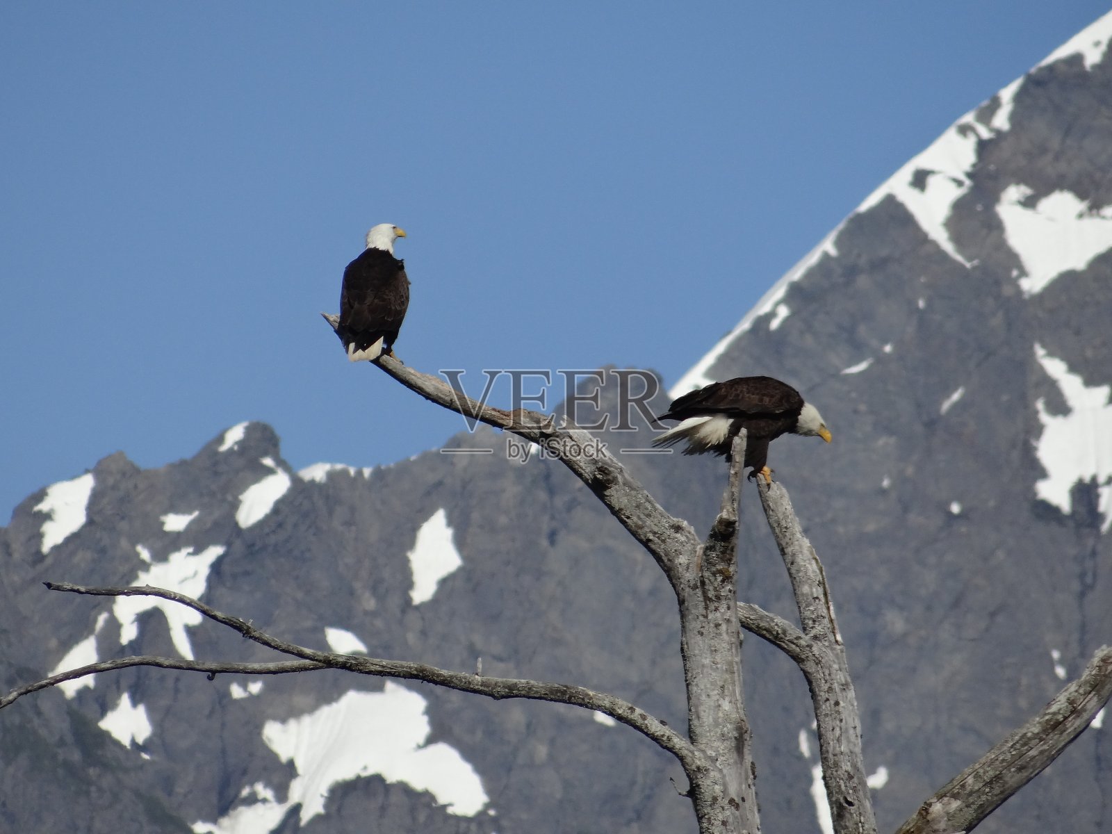 白头海雕照片摄影图片