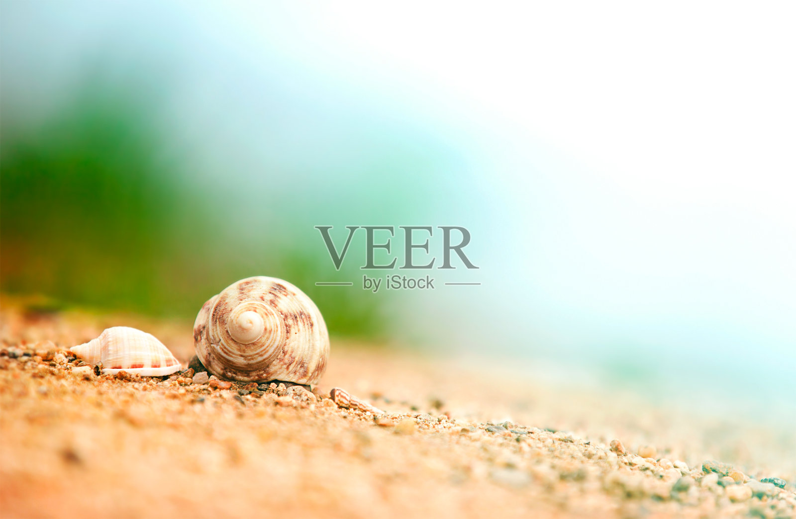 沙滩上的贝壳照片摄影图片