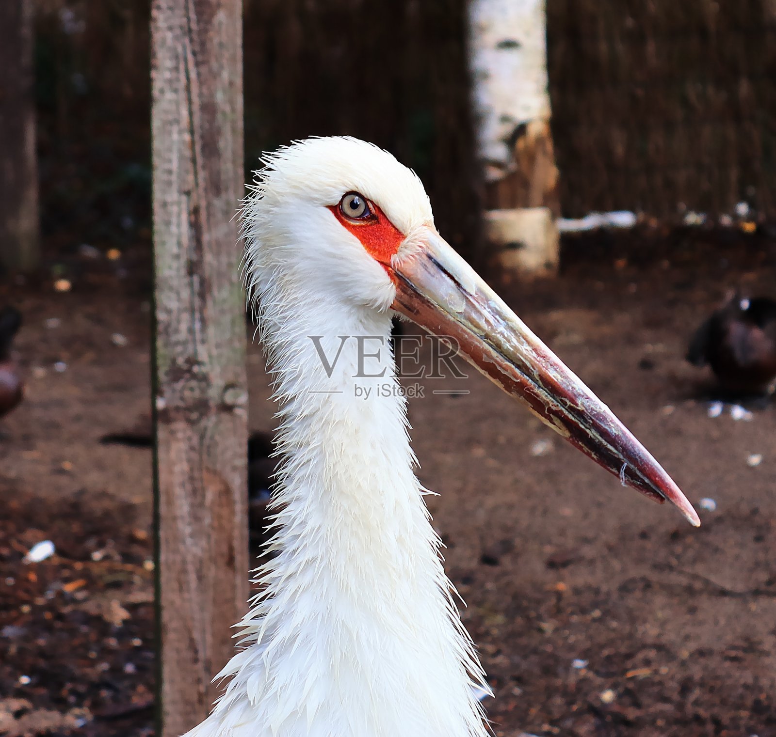美丽的鹤鸟在一个阳光灿烂的日子在夏天的详细近距离观察照片摄影图片