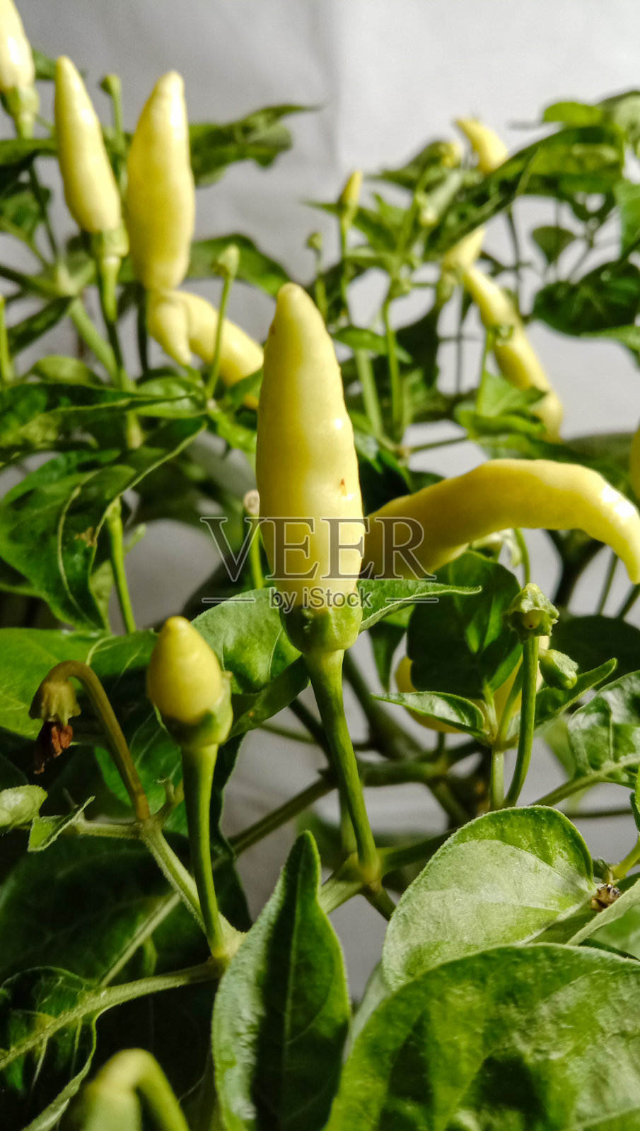 辣椒植物在白色的背景照片摄影图片