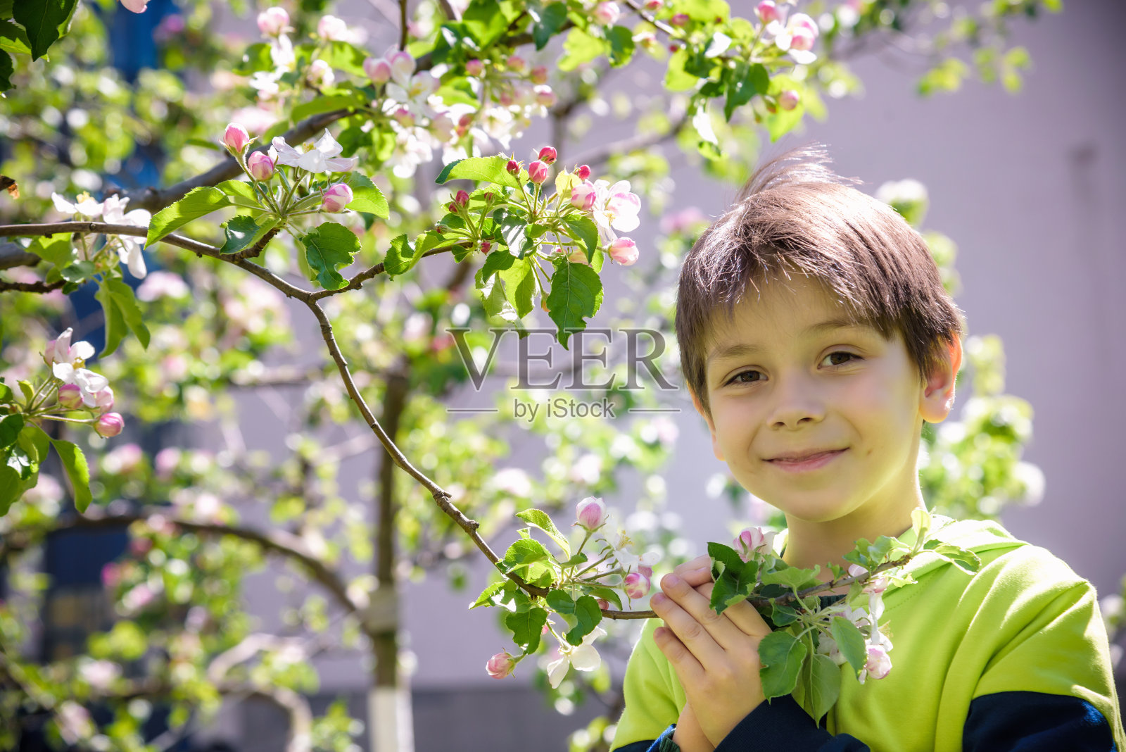 春天的下午，一个七岁的男孩看着一棵开花的树照片摄影图片