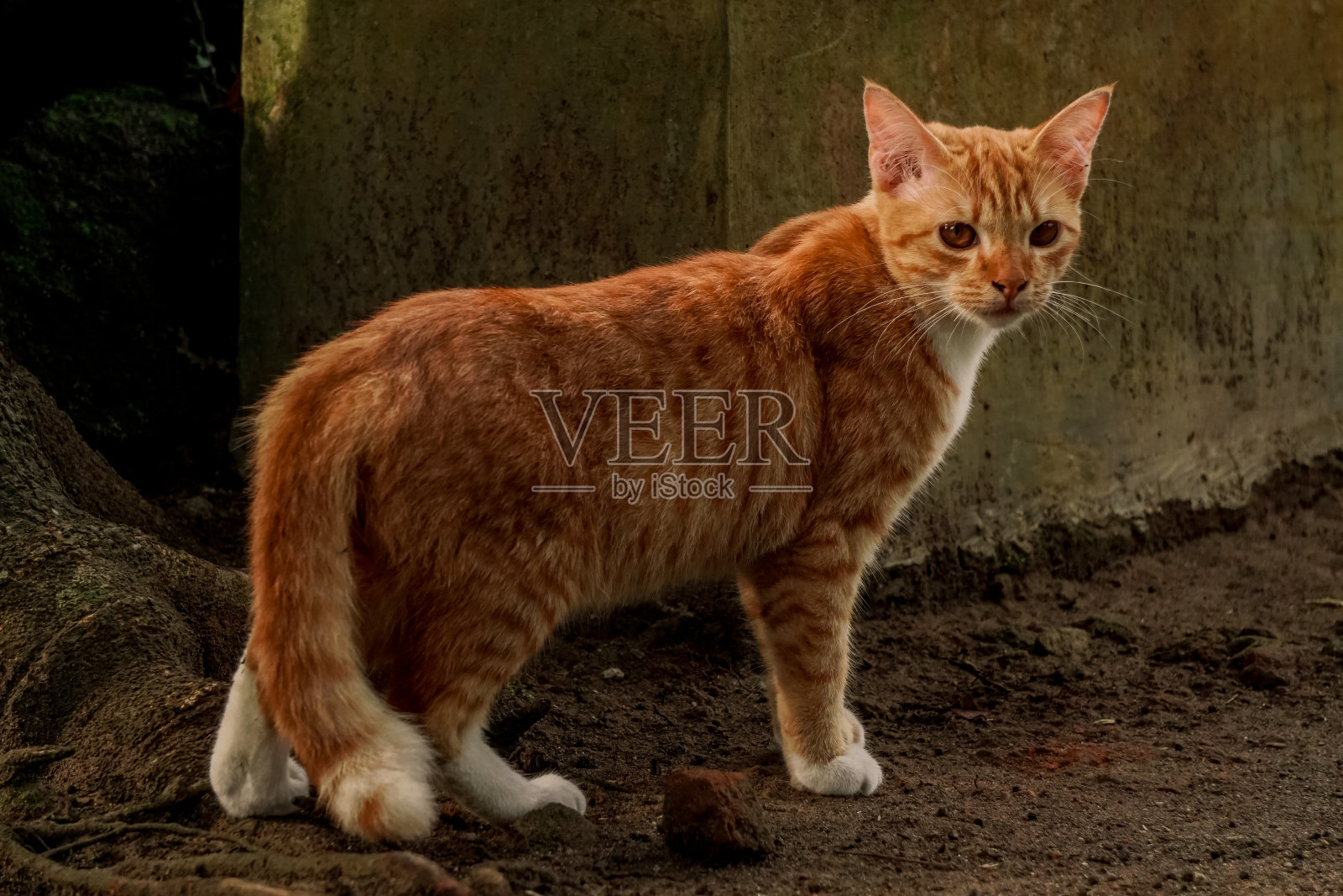 橙色的猫在地上照片摄影图片