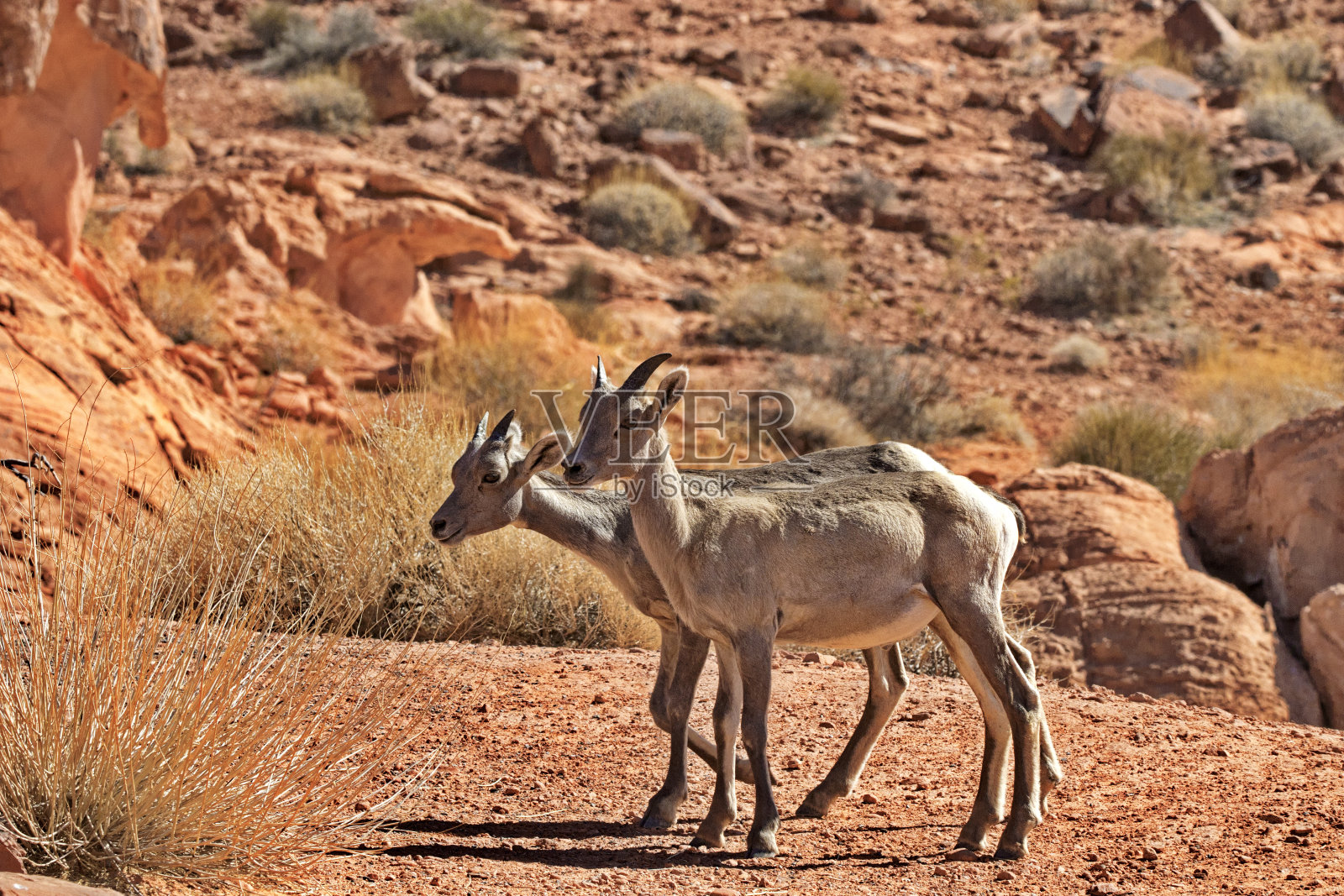 可爱，年轻，长角的沙漠大角羊照片摄影图片