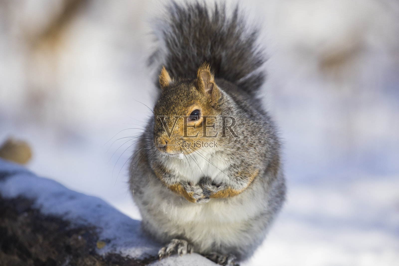 东部灰松鼠在冬天照片摄影图片
