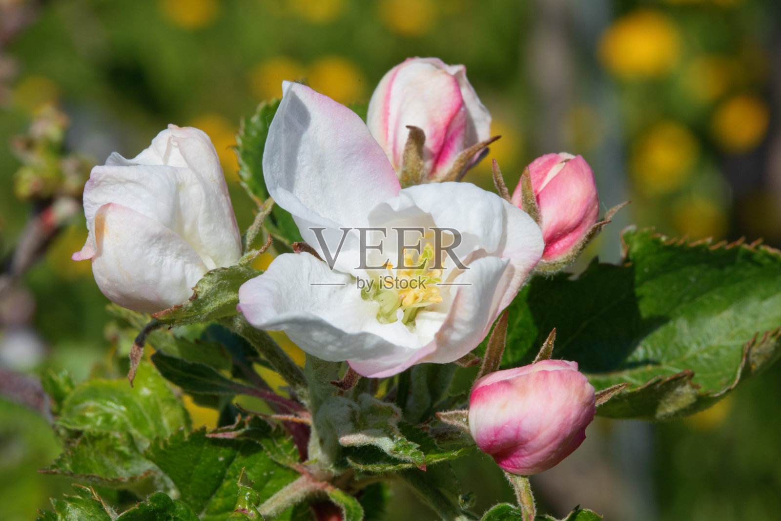 苹果花园照片摄影图片