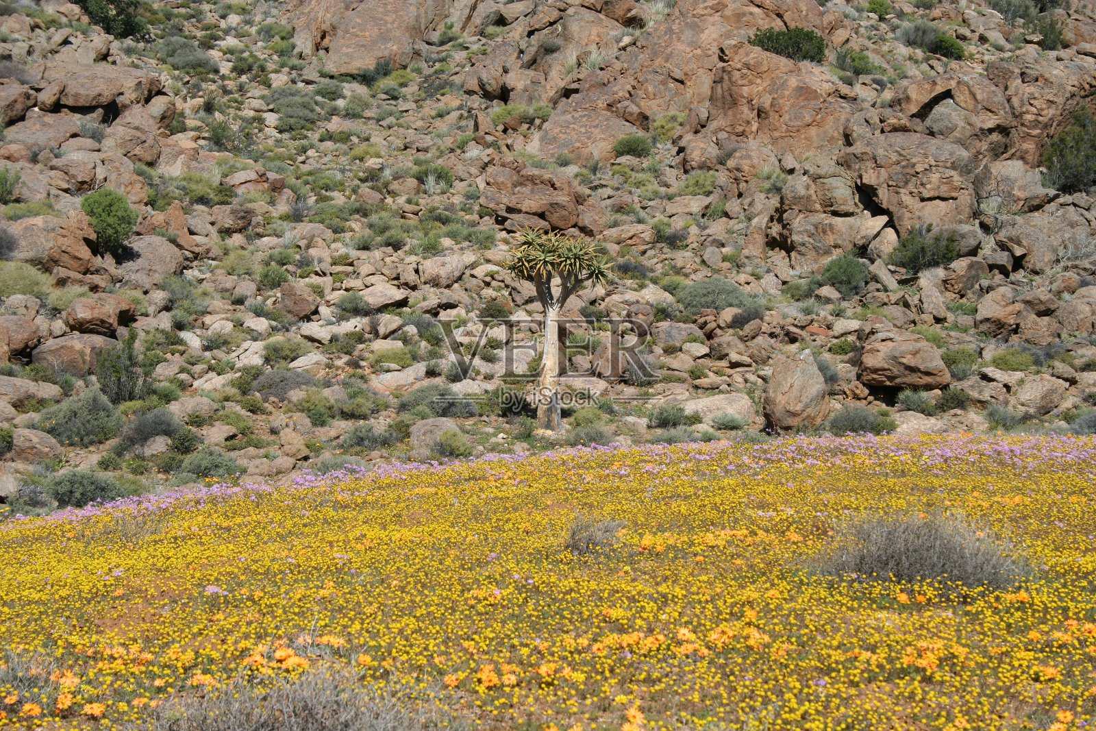 南非纳马夸兰花季照片摄影图片