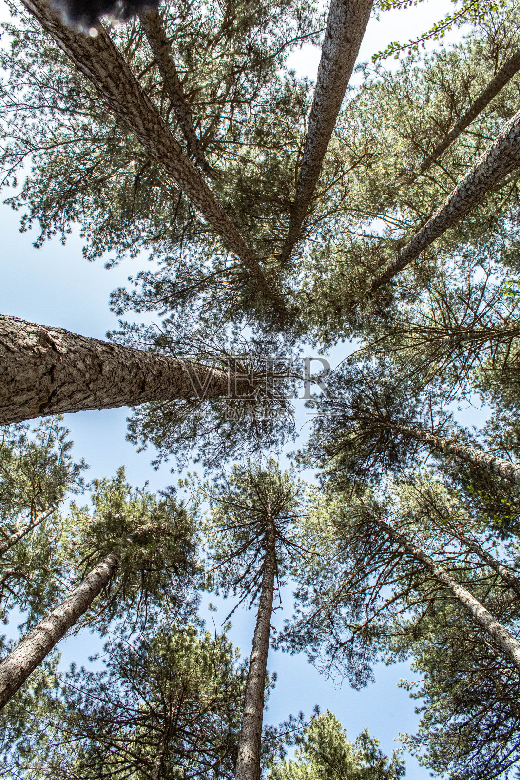 秋天的树照片摄影图片