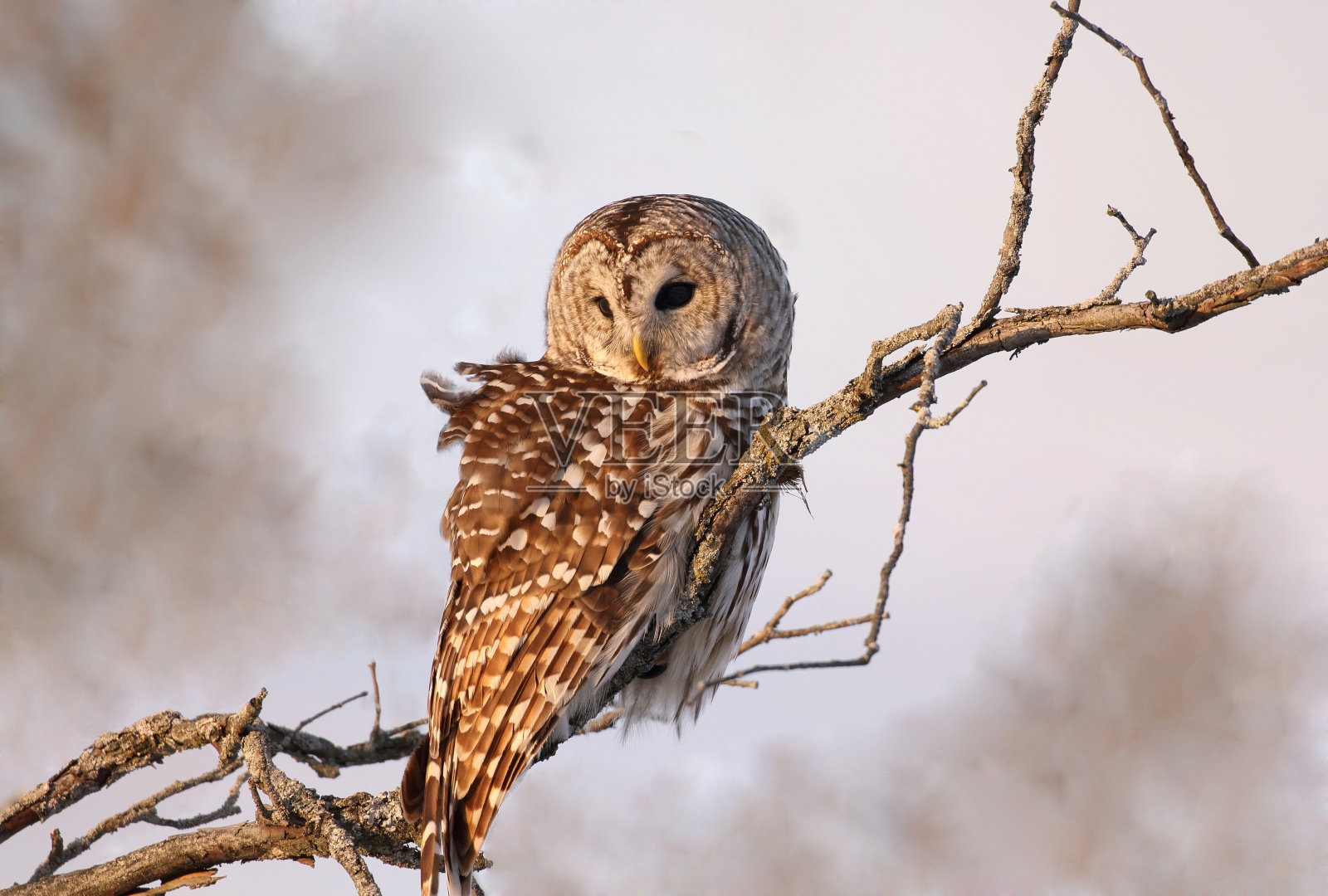 冬季在森林中出现条纹猫头鹰照片摄影图片